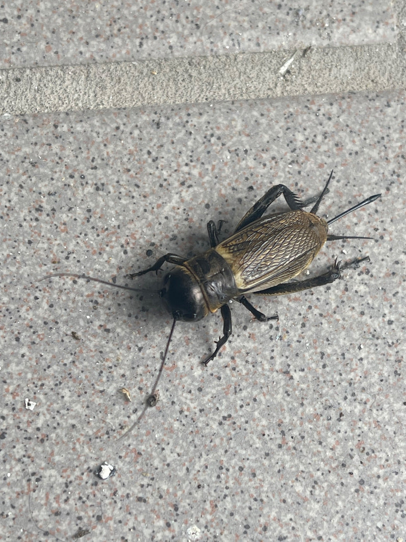 Grillo da campo — Bild 3