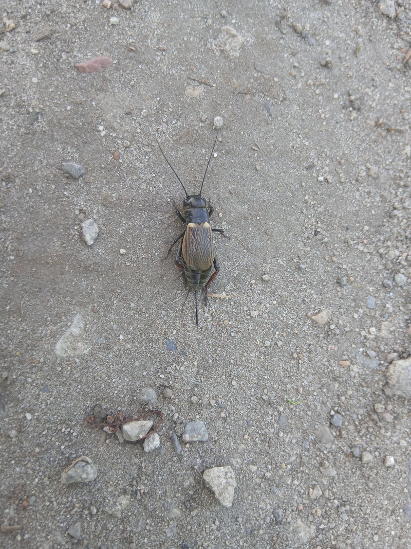 Grillo da campo — Bild 1