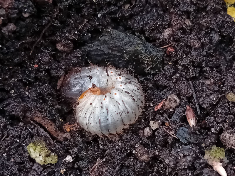 Si vede una tipica larva di maggiolino, detta anche melolontha, raggomitolata su terra scura. Lo stadio larvale è chiaramente riconoscibile.