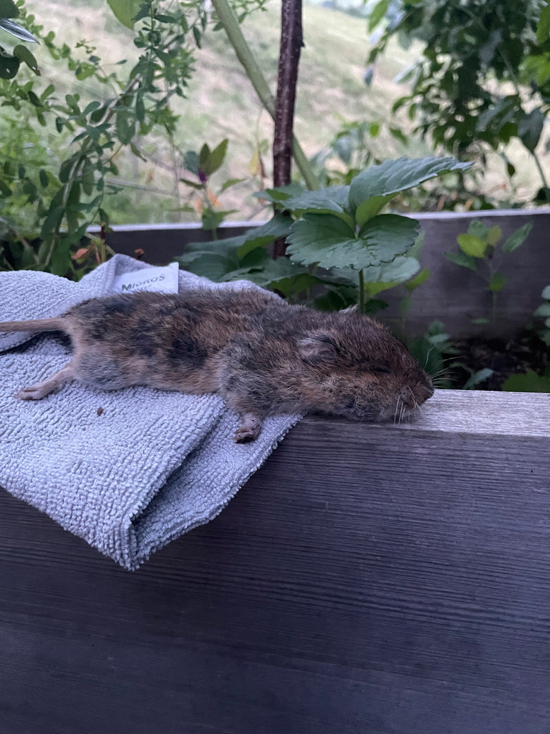 Un'arvicola campestre è sdraiata su un fianco sopra un asciugamano grigio su un bordo di legno. Sul sfondo si vedono piante verdi.