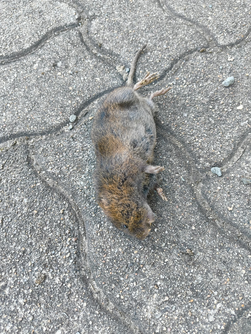 Un'arvicola di campo morta giace sul terreno fatto di pietre da pavimentazione grigie. L'animale è fotografato dall'alto.