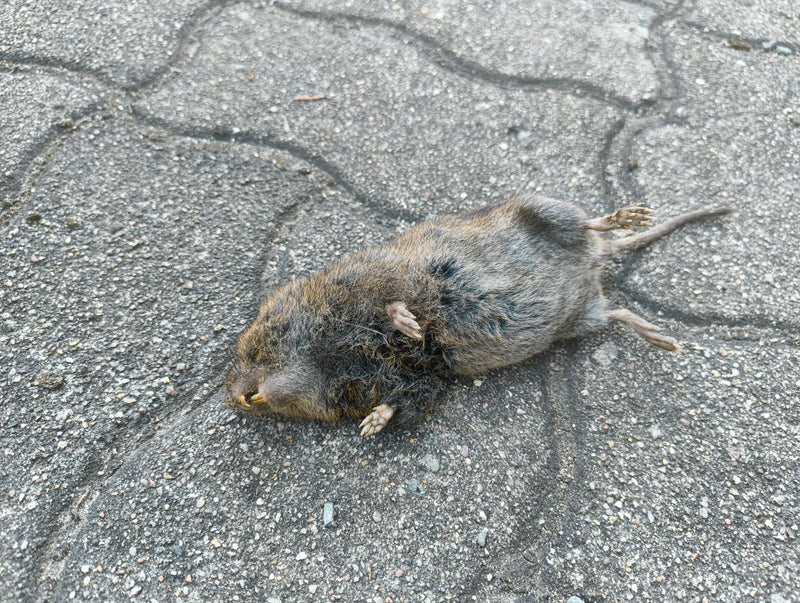 L'immagine mostra un'arvicola campestre morta sdraiata sulla schiena su pietre da pavimentazione grigie. Il corpo e le caratteristiche come le zampe corte e ...