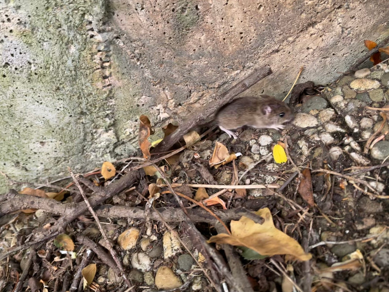Un'arvicola campestre corre su un terreno sassoso lungo un muro.