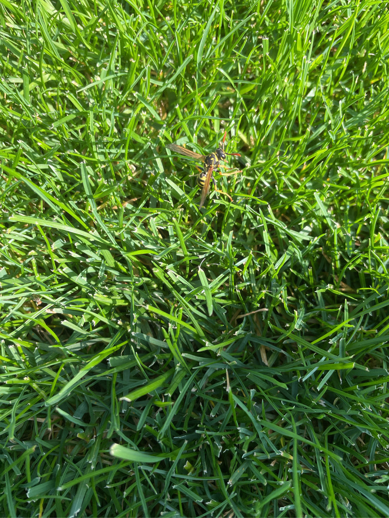 L'immagine mostra una vespa cartonaia seduta sull'erba verde. La prospettiva dall'alto mostra l'insetto nel suo ambiente naturale.