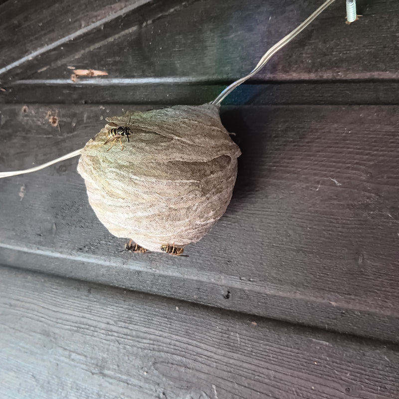 Su un rivestimento di legno scuro si trova un nido di vespe grigio con diverse vespe della carta. Gli insetti e il loro nido sono chiaramente visibili da una...