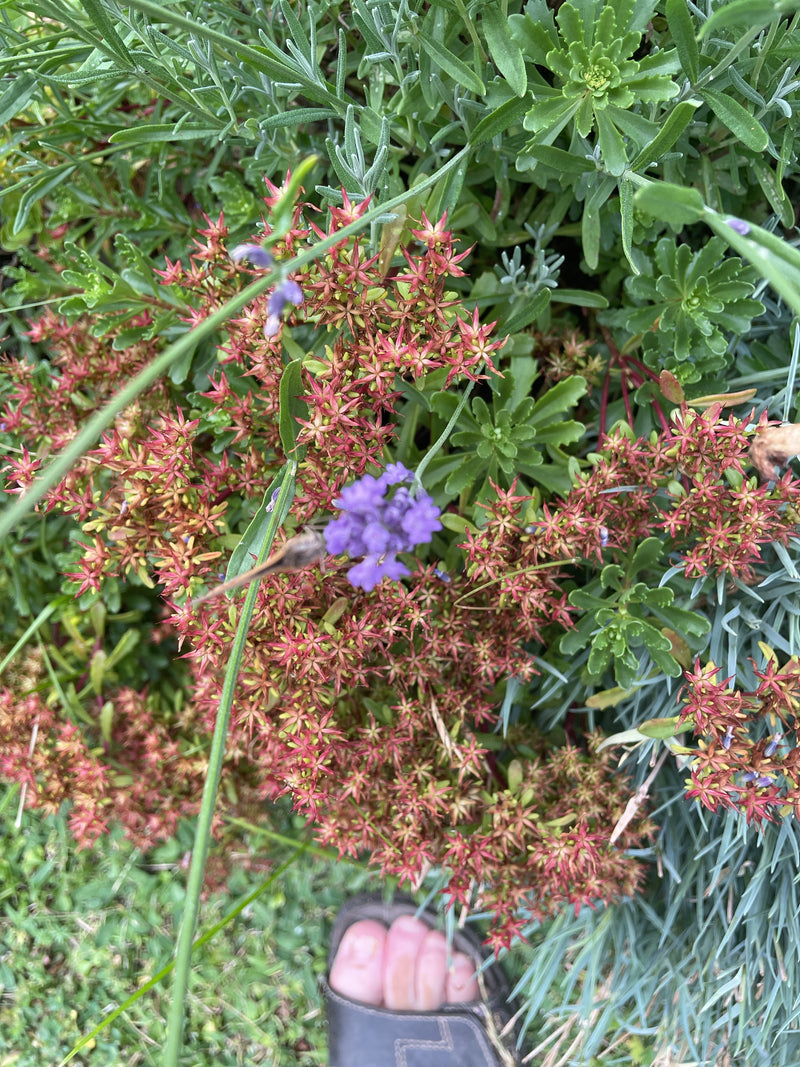 Sedum roccioso — Bild 1