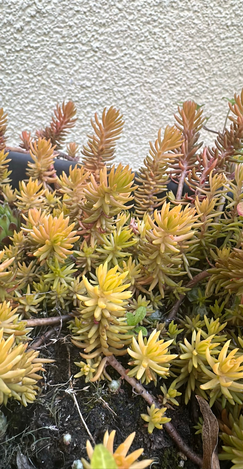 Sedum roccioso — Bild 2