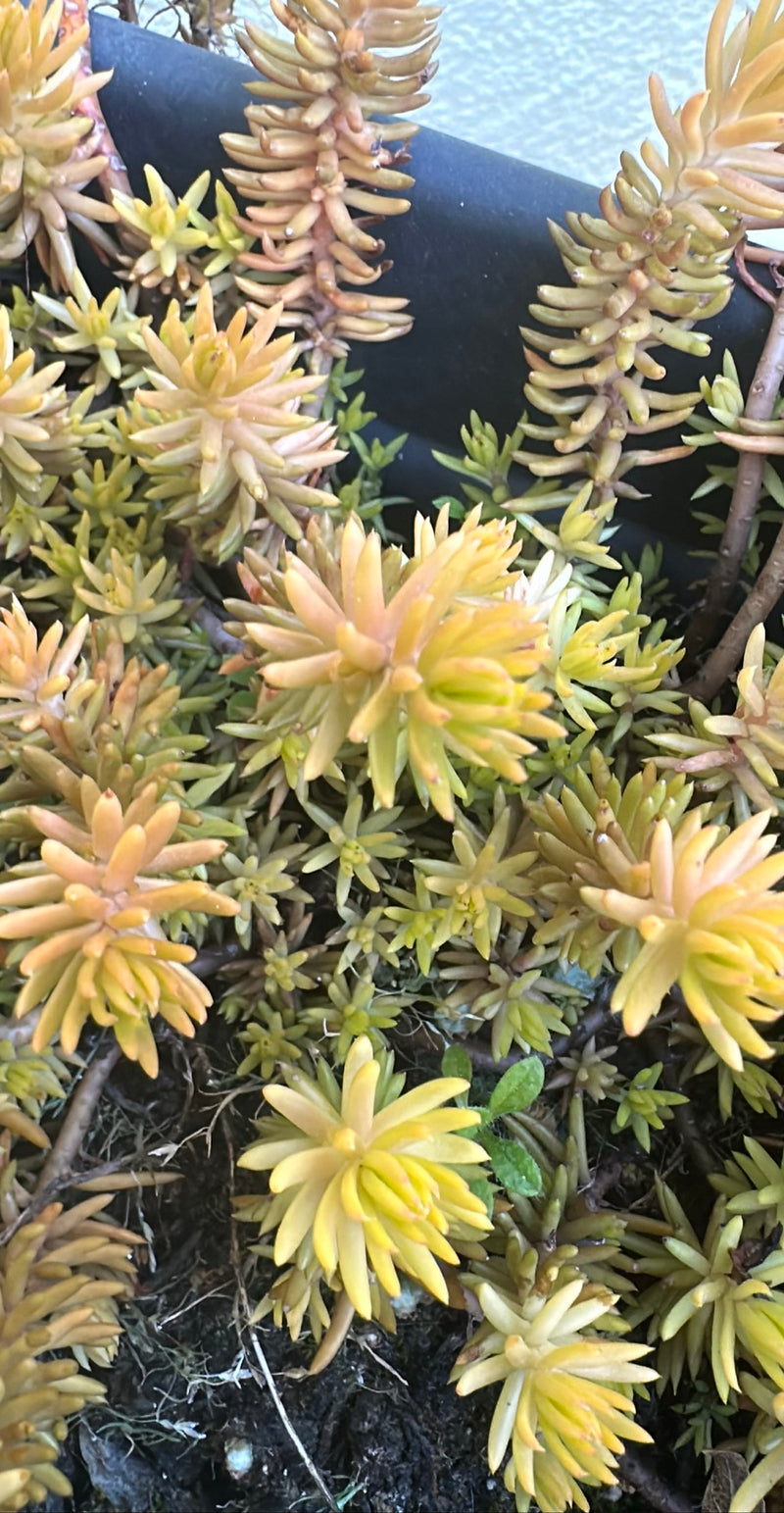 Sedum roccioso — Bild 1