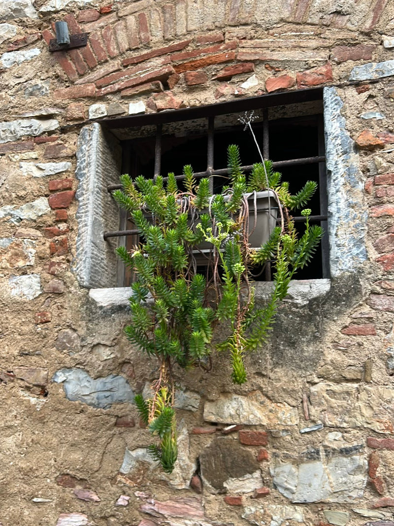 Si vede un sedum rupestre in una fioriera davanti a una finestra con inferriate. La pianta succulenta cresce verso il basso lungo un vecchio muro di pietra.