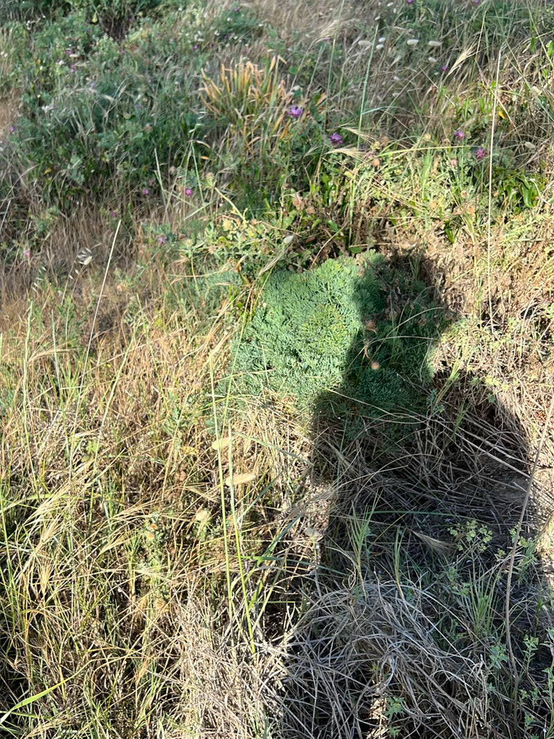 La foto mostra un sedum rupestre verde che cresce in un ambiente erboso. Una parte della pianta è in ombra.