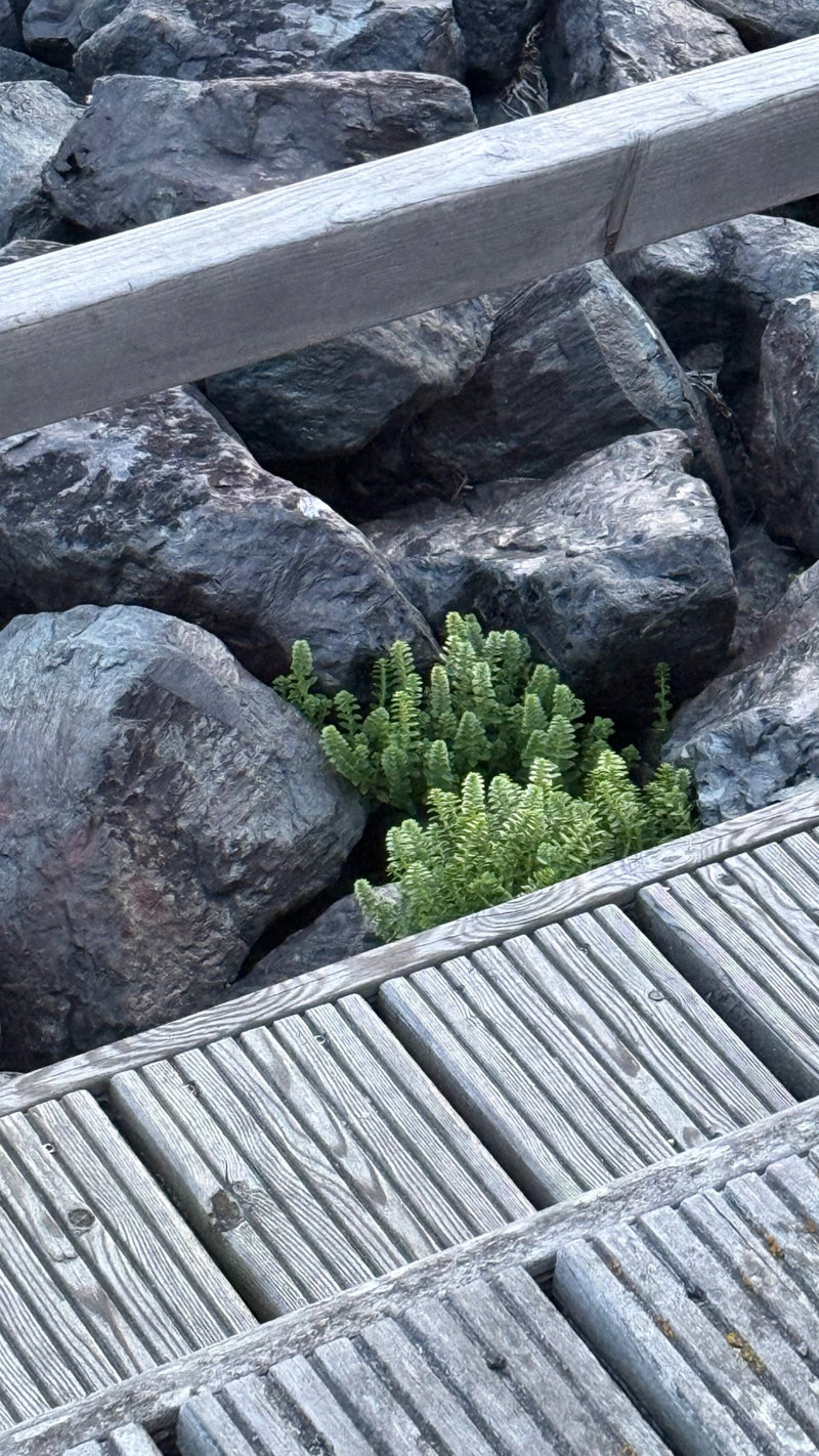 Sedum roccioso — foto 2 di 3