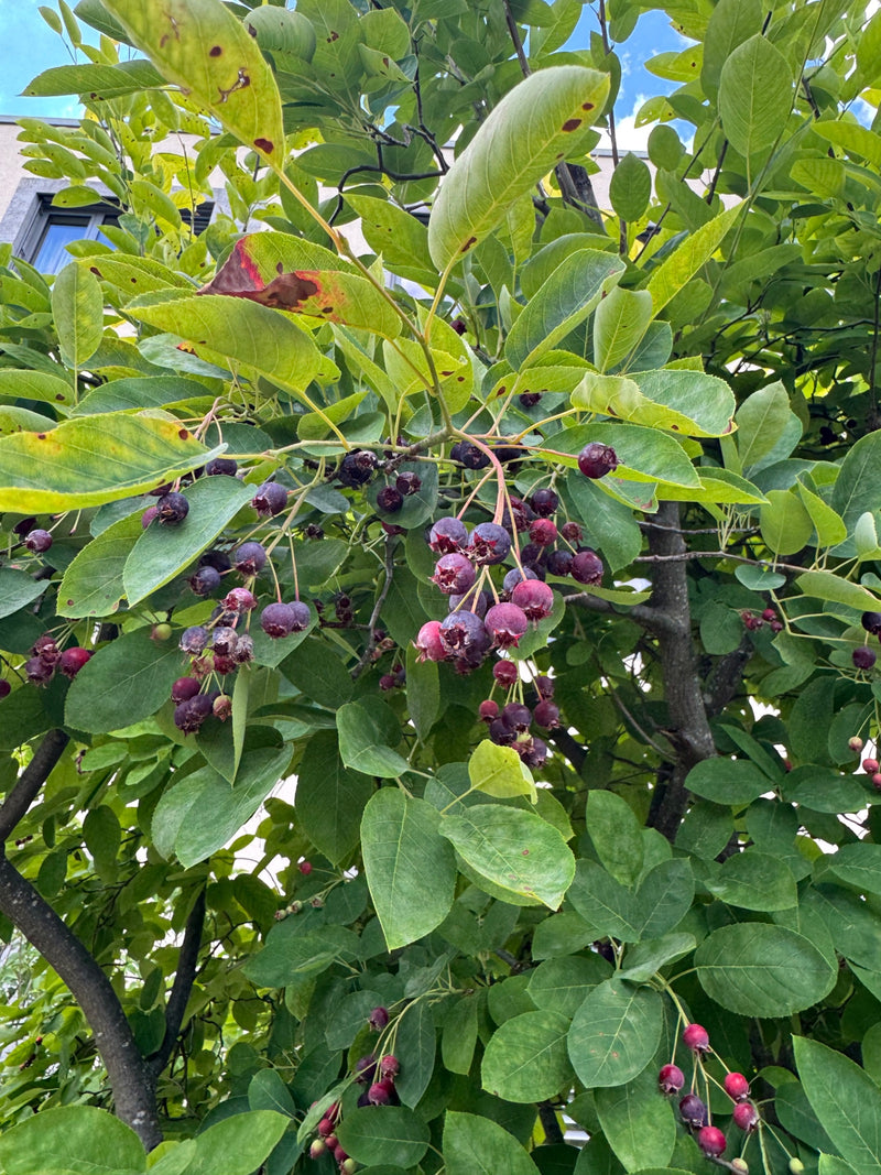 L'immagine mostra un ramo di Amelanchier lamarckii con foglie verdi e numerose bacche in maturanza, da rosso scuro a viola. La pianta si trova nel suo ambien...