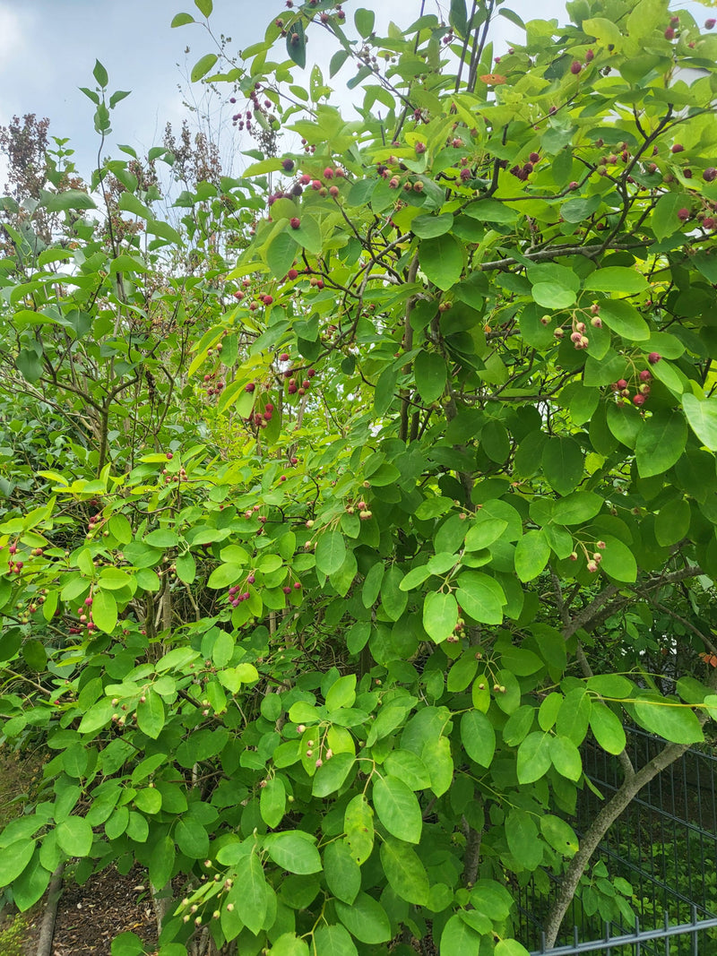 L'immagine mostra un denso arbusto di amelanchier con foglie verdi e piccoli frutti rossastri. La pianta si trova all'aperto contro un cielo luminoso.