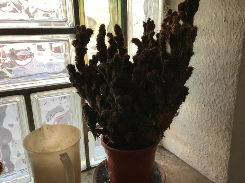cactus di roccia — Bild 1
