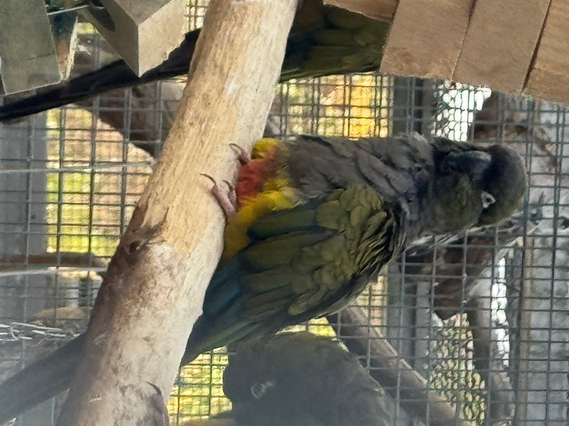 Felsensittich — foto 3 di 6