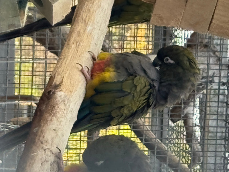 Felsensittich — foto 2 di 6