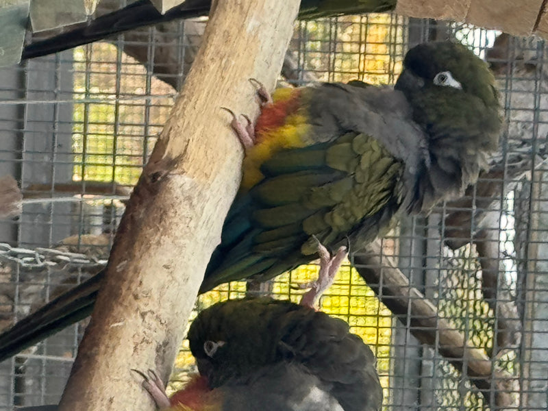 Felsensittich — foto 1 di 6