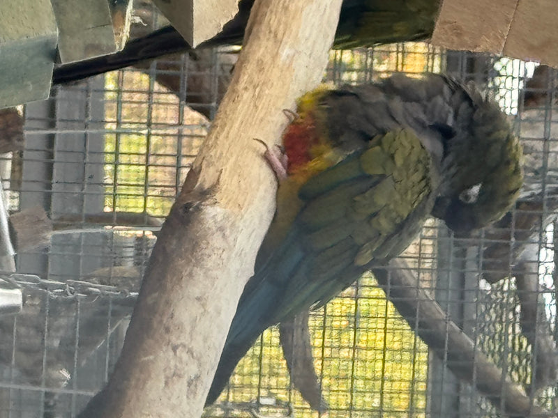 Felsensittich — foto 4 di 6