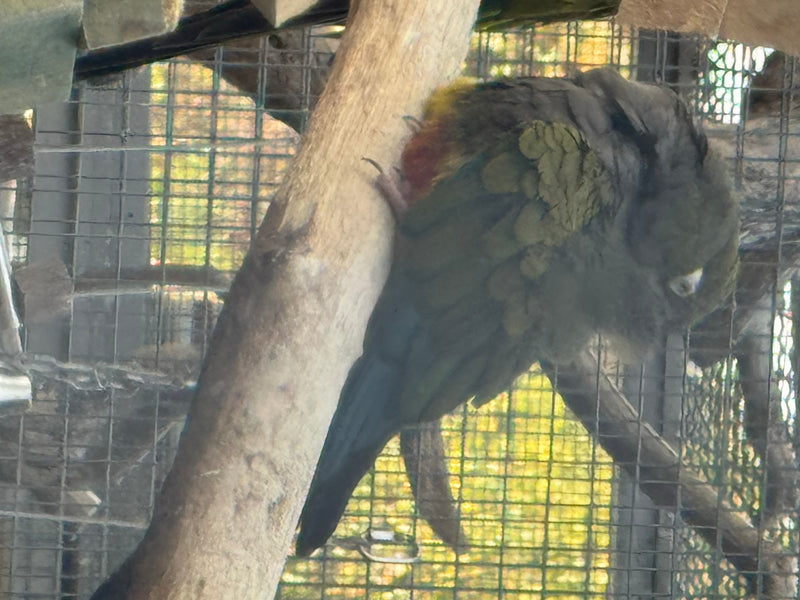 Felsensittich — foto 5 di 6