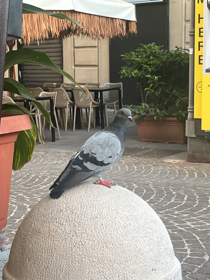 Un piccione selvatico sosta su un pilastro di pietra rotondo in un contesto urbano. Sul fondo sono visibili tavoli e sedie di un bar.