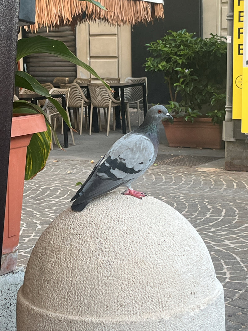 Un piccione domestico inselvatichito è seduto su una scultura di pietra semisferica in un'area urbana. Sullo sfondo si vedono ciottoli e sedie.
