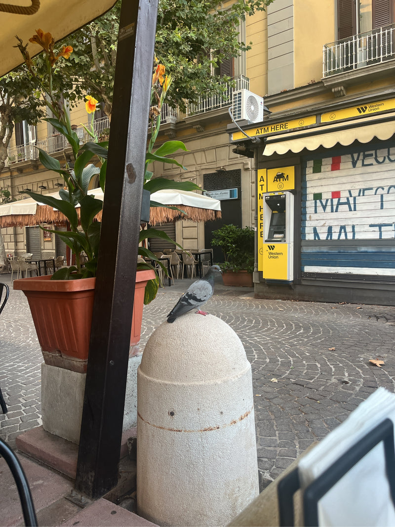 Un colombo domestico inselvatichito è seduto su un pilastro di cemento chiaro in un ambiente urbano con ciottoli. Sfondo con facciate di edifici, un bancomat...