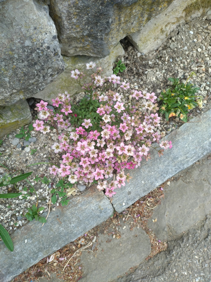 Sassifraga della borracina — Bild 1