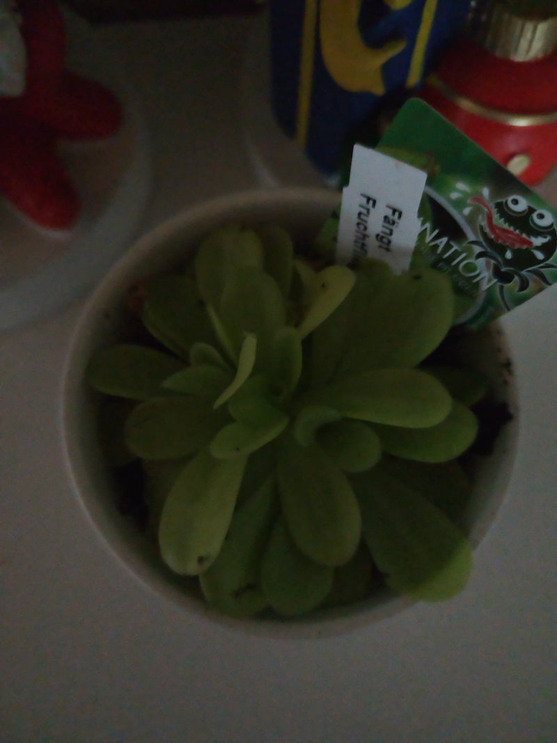 Una pianta di pinguicola (Pinguicula) con rosetta di foglie carnose cresce in un vaso provvisto di etichetta.