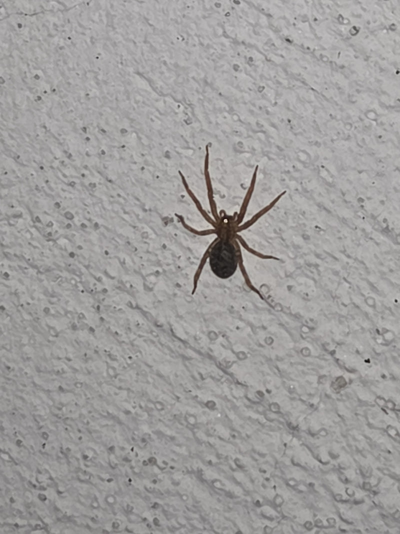 Un esemplare di Steatoda bipunctata è seduto su un muro chiaro e strutturato. L'animale è ben visibile.