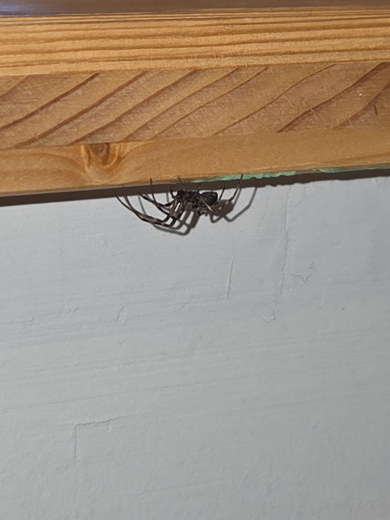 L'immagine mostra una Steatoda bipunctata posata su una modanatura di legno sotto il soffitto. Il ragno è chiaramente visibile nella sua postura tipica.