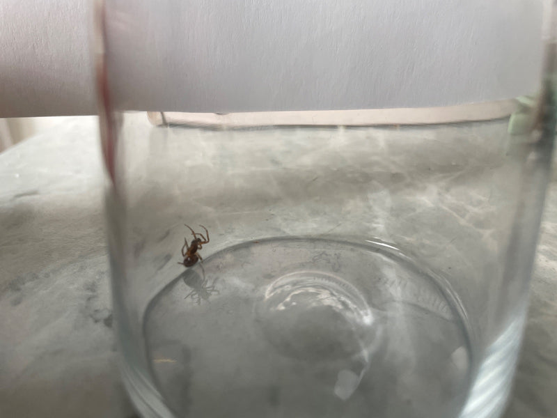 Ragno grasso — foto 5 di 19
