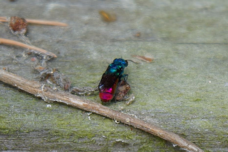 Vespa dorata del fuoco (gruppo di specie) — Bild 1