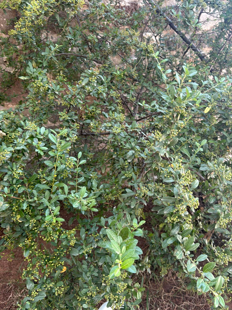 Si vede un arbusto denso con piccole bacche verdi e foglie allungate davanti a un muro. La pianta mostra le caratteristiche tipiche dell'agracanto.