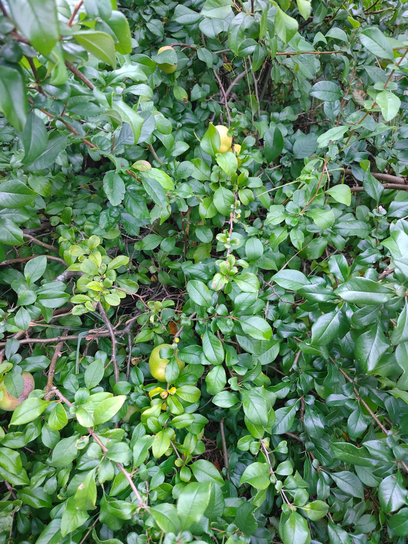 L'immagine mostra un denso arbusto di piracanta con lucide foglie verdi e alcuni frutti acerbi nascosti tra i rami.