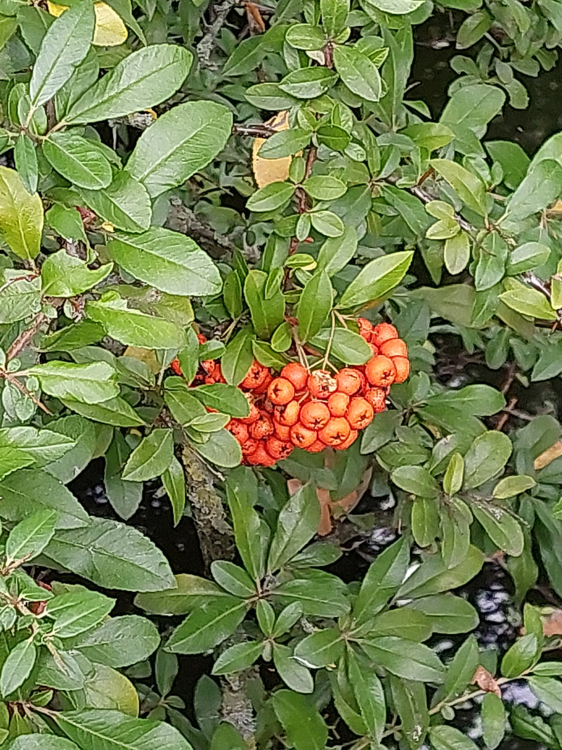 L'immagine mostra un ramo di piracanta con dense foglie verdi e bacche rosso vivo.