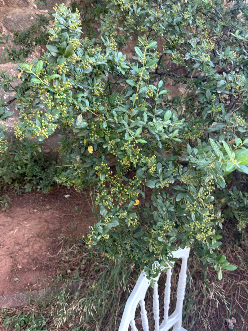 È visibile un denso arbusto di piracanta con foglie verdi e numerosi piccoli frutti. La pianta si trova davanti a un muro su terreno terroso.