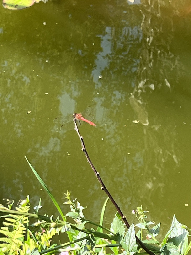 Libellula di fuoco — Bild 1