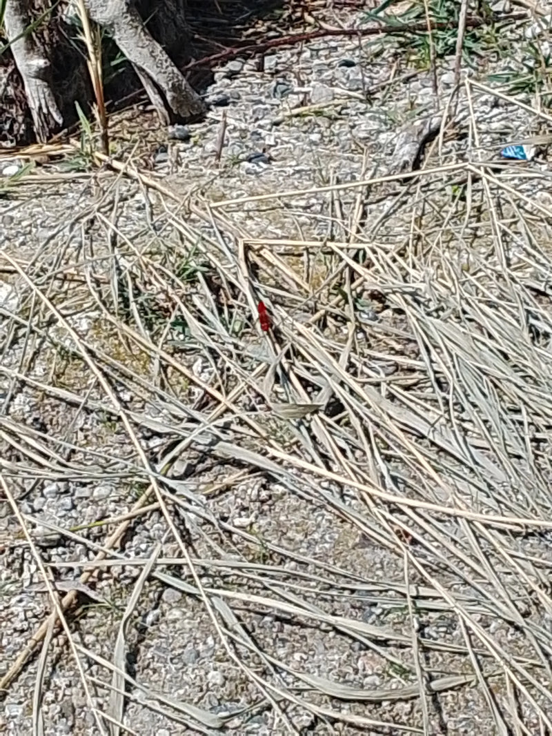 Libellula di fuoco — foto 1 di 5