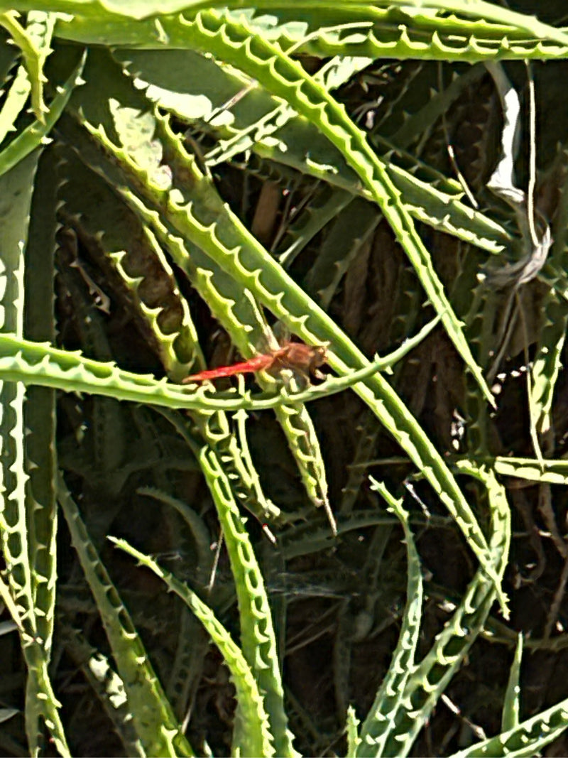 Libellula di fuoco — foto 4 di 5