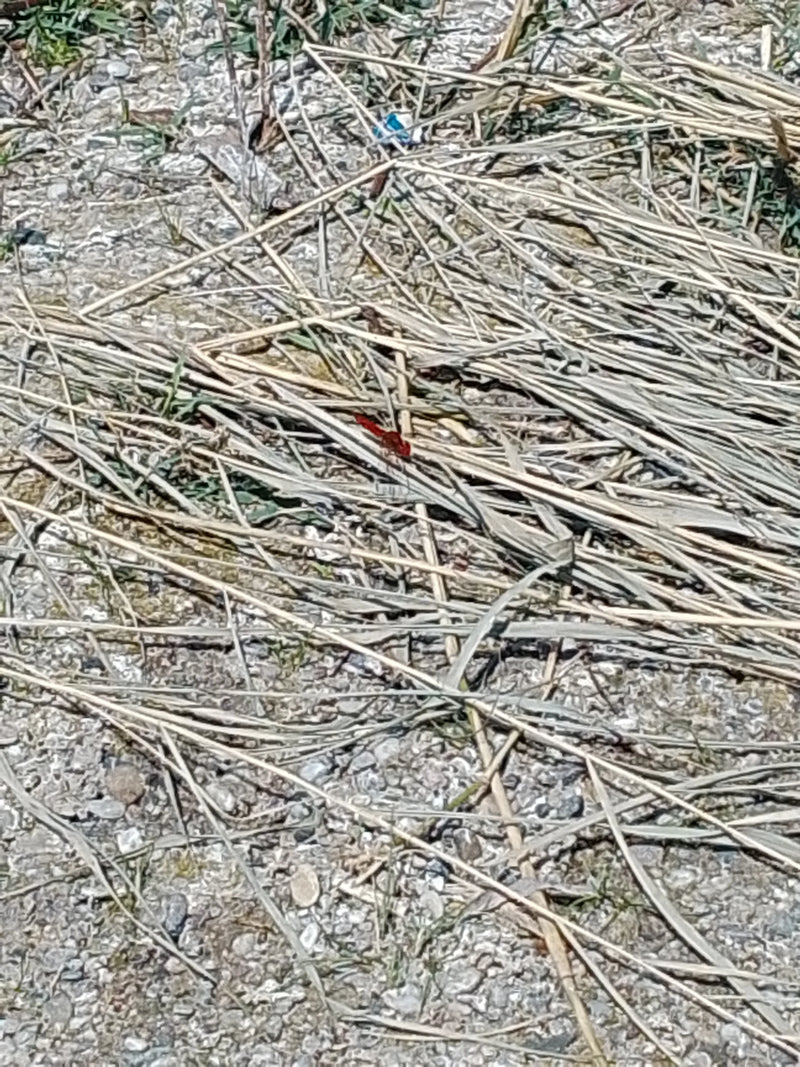 Libellula di fuoco — foto 2 di 5