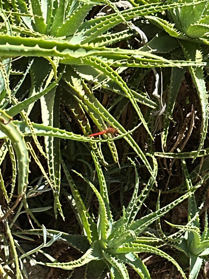 Libellula di fuoco — foto 3 di 5