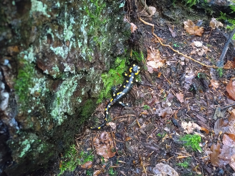 Salamandra pezzata — Bild 1