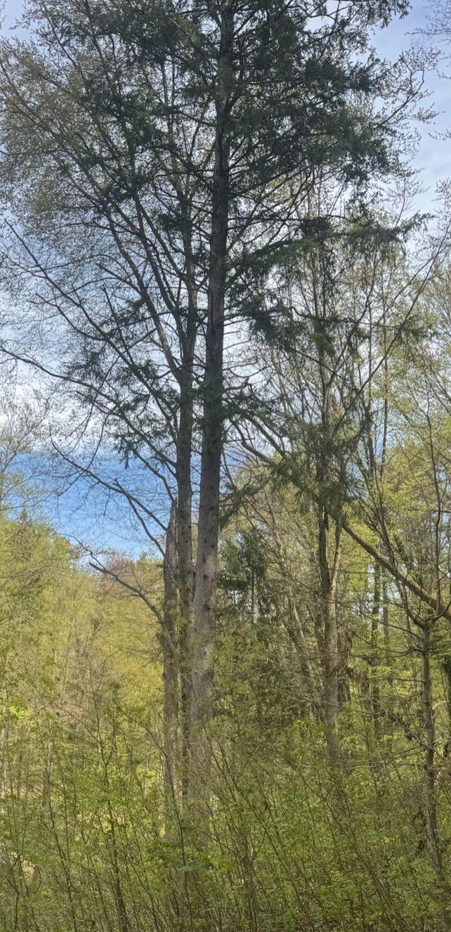 L'immagine mostra un grande abete rosso in un bosco rado. Il tronco e la tipica struttura della chioma sono chiaramente visibili.