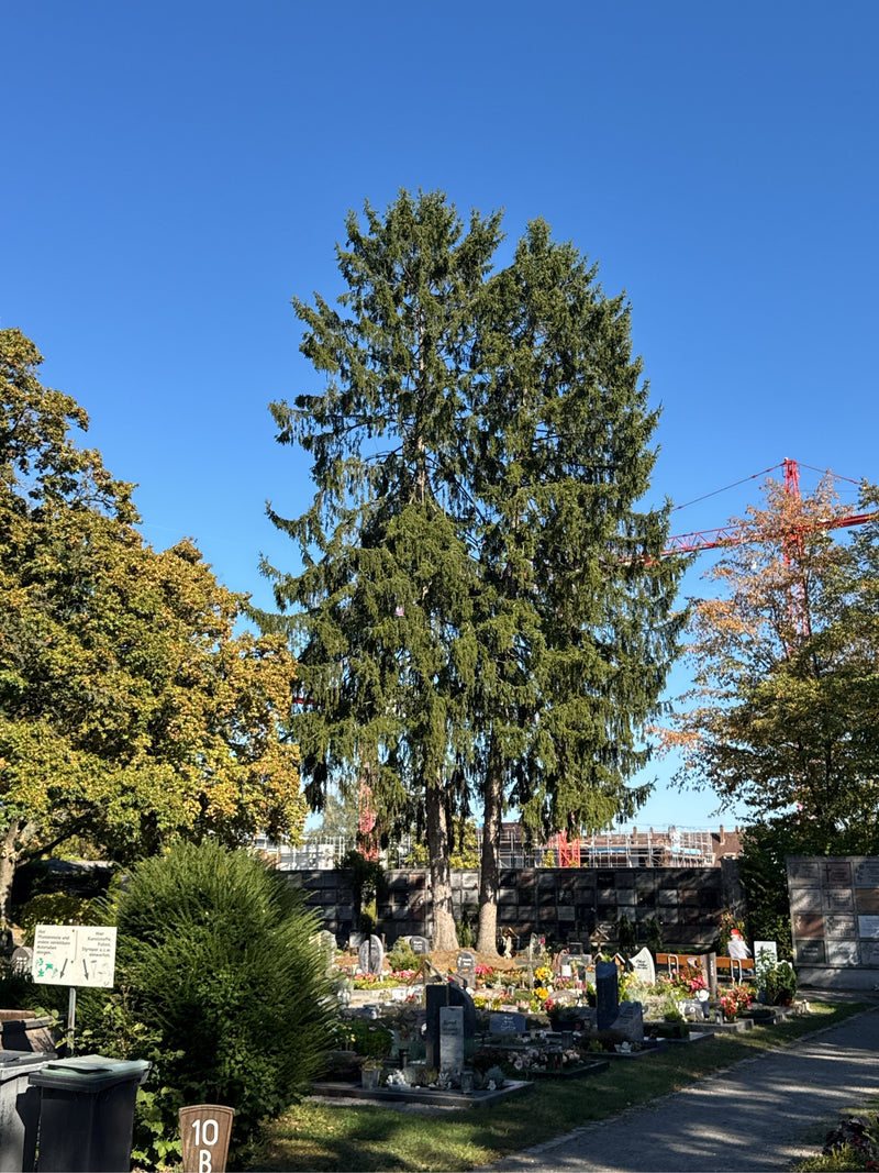 Due alti abeti rossi si ergono al centro di un cimitero soleggiato sotto un cielo azzurro.