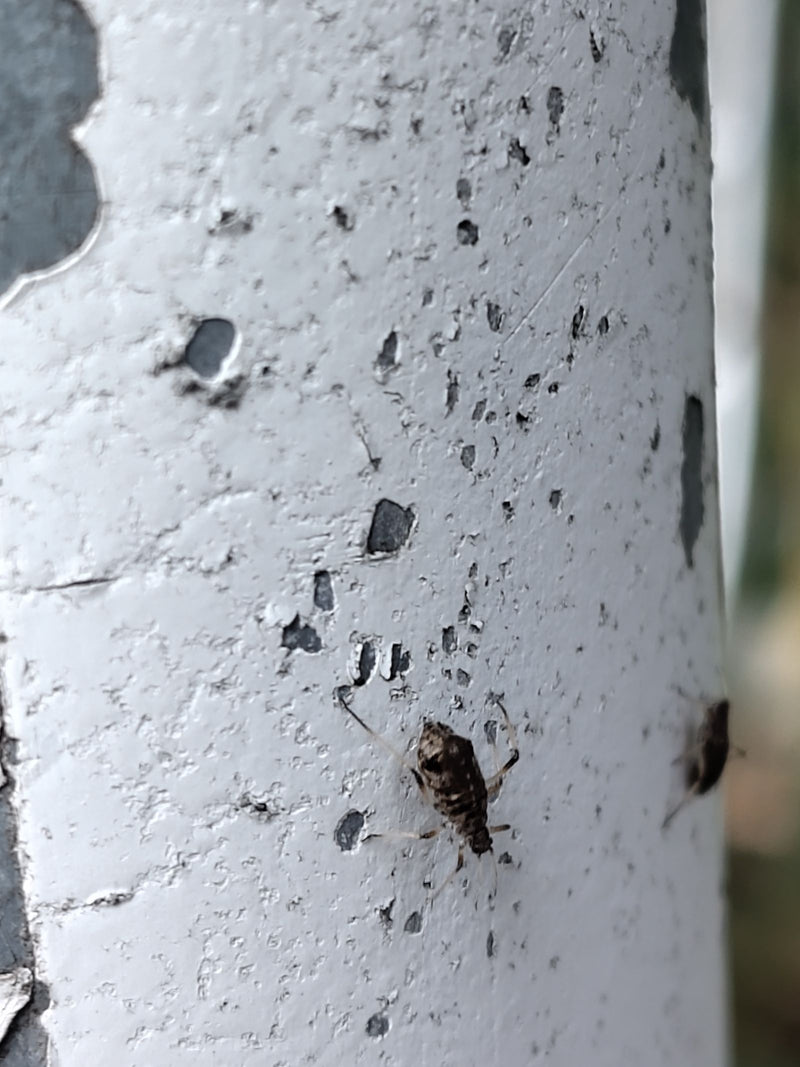 Un afide del genere Cinara si muove su una superficie dipinta di bianco e scrostata, con un altro esemplare visibile sul bordo.