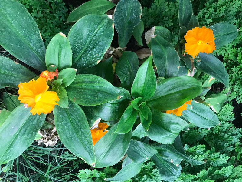 Fiery Costus — foto 2 di 2