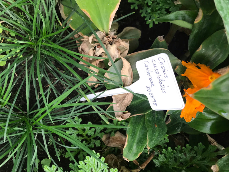 Fiery Costus — foto 1 di 2