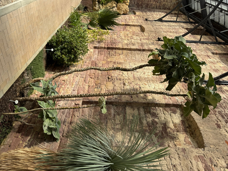 Un esemplare alto di Kalanchoe beharensis con caratteristiche foglie vellutate cresce in un'aiuola davanti a un muro di mattoni.