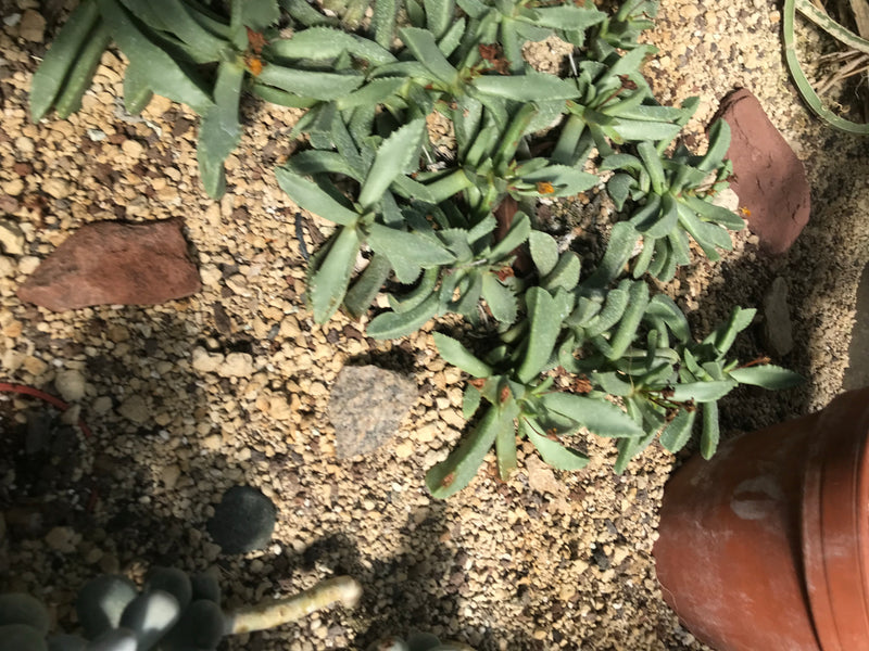 Sentivo Kalanchoe — foto 1 di 3