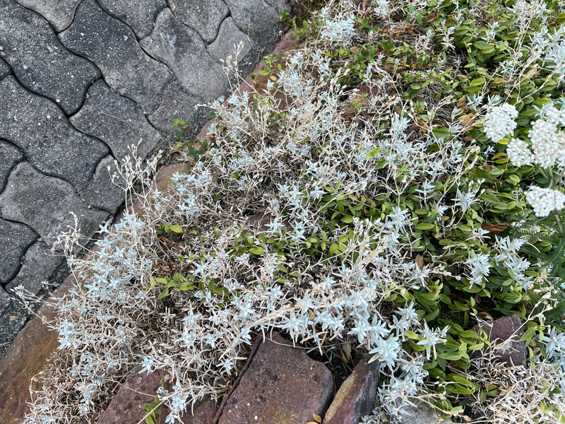 Hornwort tomentoso — Bild 1
